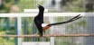 Polair Polda Kepri Gagalkan Penyeluncupan Ribuan Ekor Burung acer dan Murai dari Malaysia 
